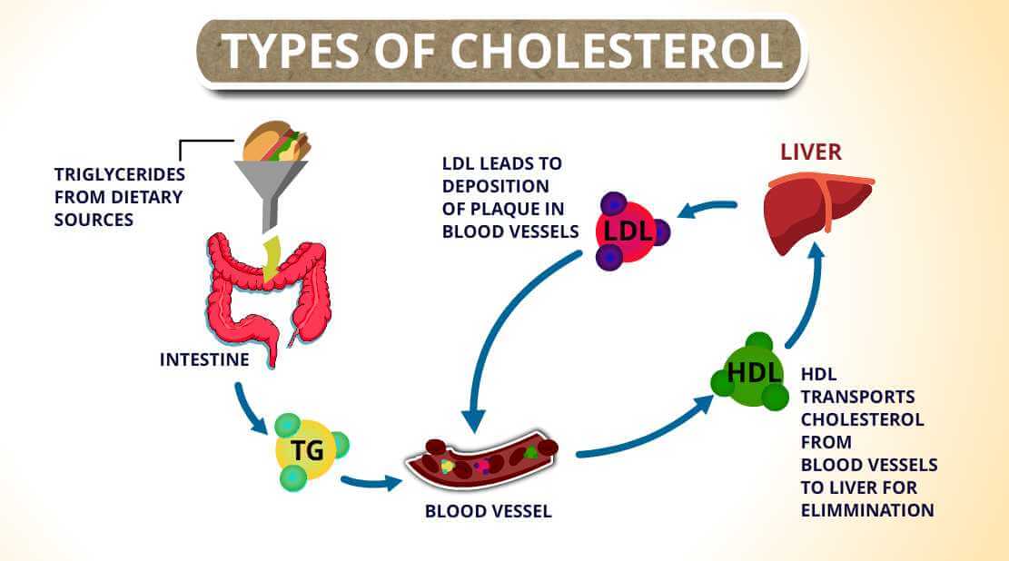 Types Of Cholesterol HDL LDL And Triglycerides CircleCare